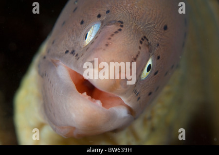 Moray Siderea grisea murène poivrée Coral Reef Resort Hurghada Mer Rouge Sinaï Banque D'Images