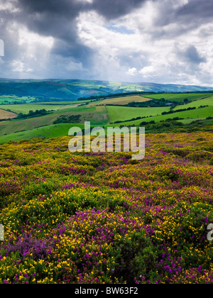 Parc national Exmoor vue de North Hill, Selworthy, Somerset, Angleterre. Banque D'Images