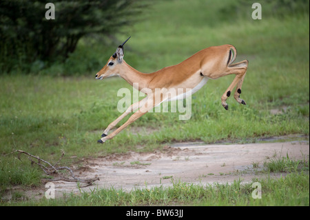 Deux jeunes veaux impala à Ruaha national permanent parkn Tanzanie Banque D'Images