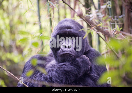 Mountain gorilla gorilla gorilla berengei mâle dos argenté Parc National des Volcans au Rwanda Banque D'Images