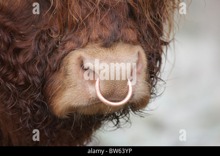 Vache Highland bovins domestiques Bos tarus Inverness-shire Highland UK Banque D'Images