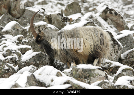 Chèvre férale Capra hircus mâle parmi les roches dans la neige Inverness-shire Highland Banque D'Images