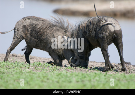 Deux hommes phacochères Phacochoerus africanus combats Duba Plains Okavanga delta Banque D'Images