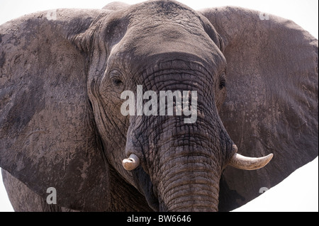 L'éléphant d'Afrique Loxodonta africana portrait bull région Linyanti Tanzanie Banque D'Images