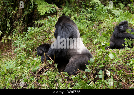 Les gorilles de montagne dans le sous-bois Gorilla gorilla beringei homme Parc National des Volcans au Rwanda Banque D'Images