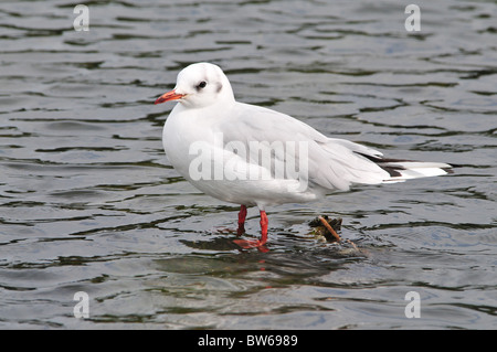 Mouette noir (plumage d'hiver) Banque D'Images