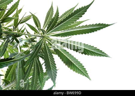 Usine de marijuana illustré par le dessous de la plante. Isolé sur fond blanc Banque D'Images