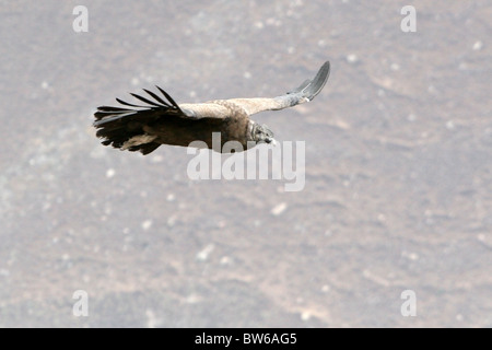Condor des Andes au Canyon du Colca près de Arequipa, Pérou. Banque D'Images