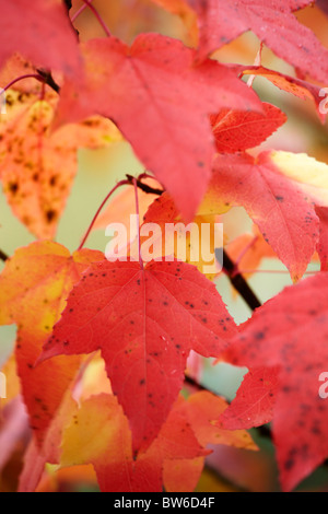 Acer rubrum montrant la couleur en automne Banque D'Images