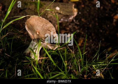 Des champignons sauvages dans l'herbe Banque D'Images