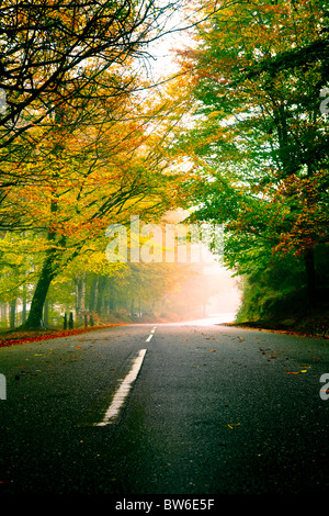 Paysage d'automne avec une belle route avec arbres de couleur Banque D'Images