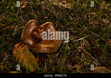 Champignons sauvages dans l'herbe Banque D'Images