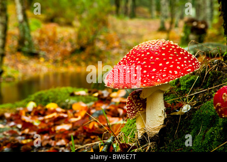Photo en gros plan d'un champignon toxique Amanita dans la nature Banque D'Images