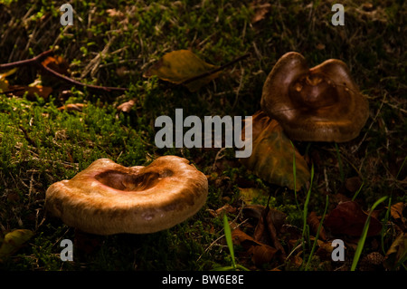 Des champignons sauvages dans l'herbe Banque D'Images