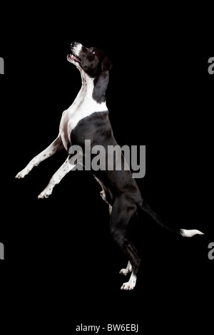 Belle race mélangée, debout sur fond noir Banque D'Images