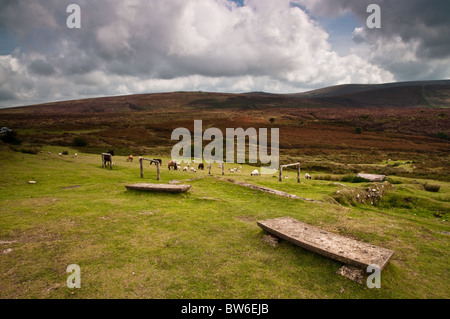 Poneys Dartmoor avec la lande à l'arrière-plan Banque D'Images