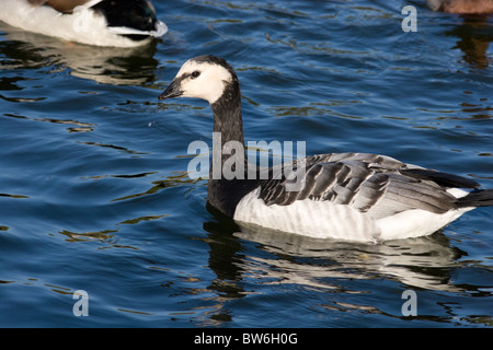 Branta leucopsis Bernache nonnette, est dans le zoo. Banque D'Images