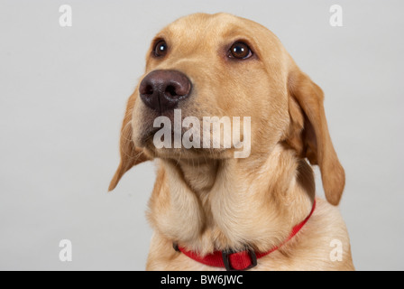 Golden retriever du Labrador appelé Lester. Il est de 6 mois. Banque D'Images