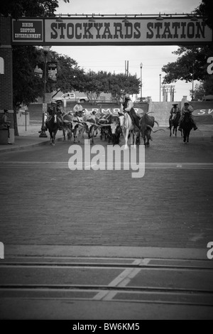 Cowboys avec leurs vaches à cornes au transport de bétail, Dallas Forth Worth Stock Yard Banque D'Images