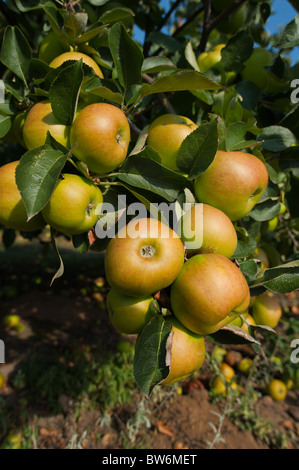 Grande cuisine et manger des pommes prêtes à être récoltées dans des vergers Kent sur la fin de l'été début de l'automne journée ensoleillée Banque D'Images