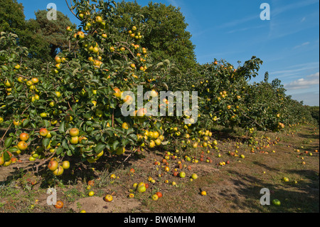 Grande cuisine et manger des pommes prêtes à être récoltées dans des vergers Kent sur la fin de l'été début de l'automne journée ensoleillée Banque D'Images