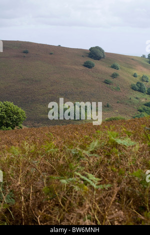 Chêne arbres croissant parmi les pentes couvertes de fougères du Pain de Sucre Mynydd Pen-y-automne Abergavenny Monmouthshire au Pays de Galles Banque D'Images