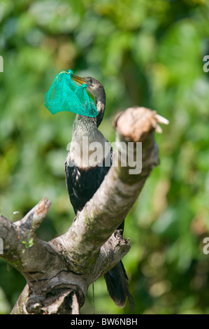 Anhinga avec morceau de pris net dans le projet de loi, Tortuguero, Costa Rica, Amérique Centrale Banque D'Images