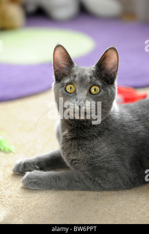 Portrait de chat domestique dans un environnement d'accueil Banque D'Images