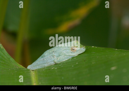 Une Grenouille rouge-palmé (Hypsiboas rufitelus) sommeil par jour sur une feuille tropicale dans le Parc National de Tortuguero, Costa Rica. Banque D'Images