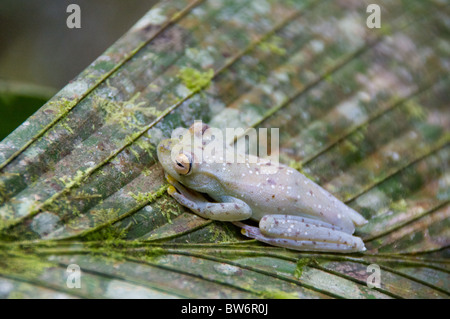 Une Grenouille rouge-palmé (Hypsiboas rufitelus) reposant sur un couvert de lichens palme dans Parc National de Tortuguero, Costa Rica. Banque D'Images