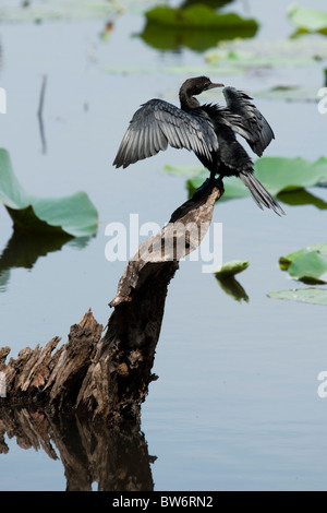 La direction générale d'un Cormorant perché sur ses ailes de séchage, Sri Lanka Banque D'Images