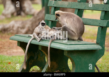 Singes entelle gris assis sur un banc de parc, Sri Lanka Banque D'Images