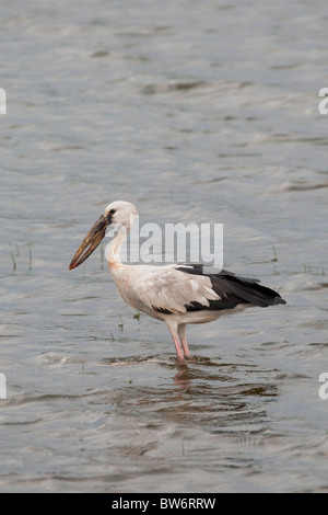 Ouvrir bill stork, Anastomus oscitante, au Parc National de Minneriya, Sri Lanka Banque D'Images