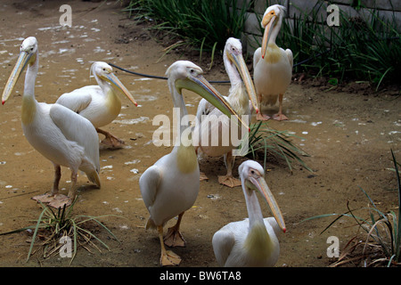 Le pélican blanc (Pelecanus onocrotalus), au monde des oiseaux, Hout Bay, Afrique du Sud. Banque D'Images