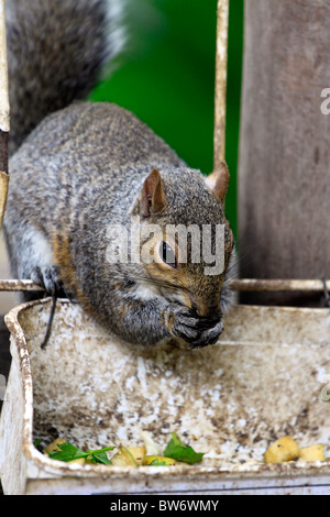 (Sciuridae écureuil)alimentation dans World of birds, Hout Bay, Afrique du Sud. Banque D'Images