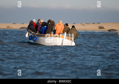 Colonie de phoques à blakeney point, North Norfolk, Angleterre Banque D'Images