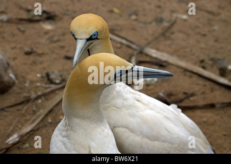 Une paire de fous du Cap (Morus capensis), au monde des oiseaux, Hout Bay, Afrique du Sud. Banque D'Images