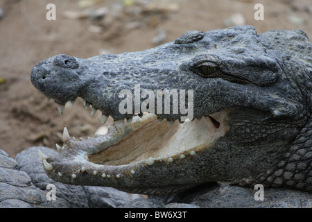 Close-up d'un crocodile avec la bouche ouverte dans une ferme de crocodile en Inde du Sud Banque D'Images