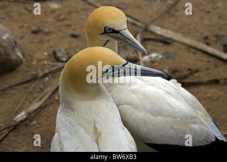 Une paire de fous du Cap (Morus capensis), au monde des oiseaux, Hout Bay, Afrique du Sud. Banque D'Images