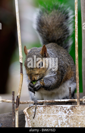 (Sciuridae écureuil) dans l'alimentation des oiseaux du monde, Hout Bay, Afrique du Sud. Banque D'Images