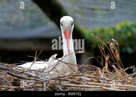 Cigogne blanche, Ciconia ciconia, assis dans son nid dans World of birds, Hout Bay, Afrique du Sud. Banque D'Images