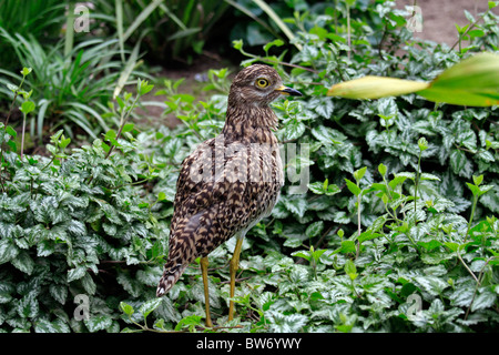 Spotted thick-knee dikkop, (burhinus capensis) dans World of birds, Hout Bay, Afrique du Sud. Banque D'Images