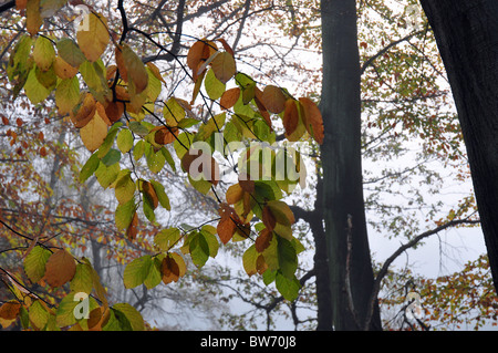 Chobham, Surrey, Angleterre : automne dans les bois comme la dernière des feuilles de hêtre est suspendu à une branche de Banque D'Images