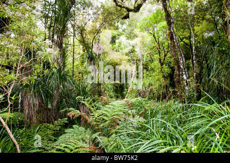 Waipoua Forest, Waipoua Forest Land River, North Park, côte ouest de l'Île du Nord, Nouvelle-Zélande Banque D'Images