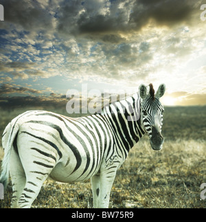 Zebra sur un champ vert Banque D'Images