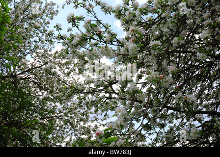 Pommier en fleurs de printemps Banque D'Images