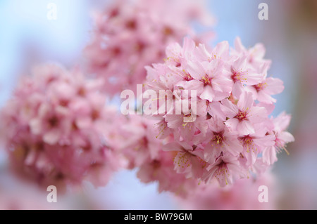 Fleur rose tendre de Prunus Shosar Flowering Cherry Tree Banque D'Images