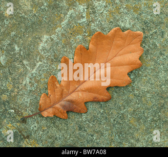 Brown chêne sessile feuille d'automne sur la pierre Quercus petraea Banque D'Images