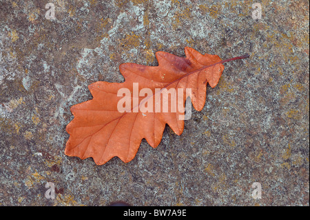 Brown chêne sessile feuille d'automne sur la pierre Quercus petraea Banque D'Images