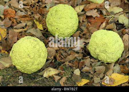 Osage orange-horse-apple Bois D'Arc Maclura pomifera fruits Bodark Banque D'Images